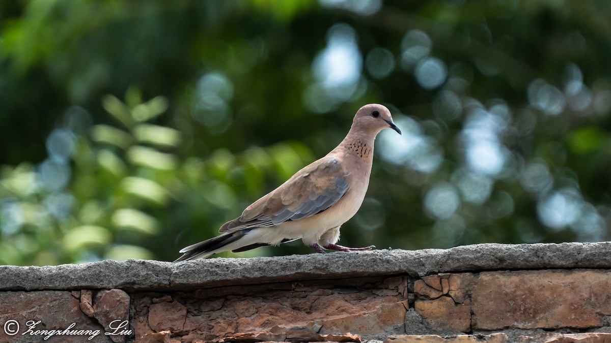 Laughing Dove - ML454785761