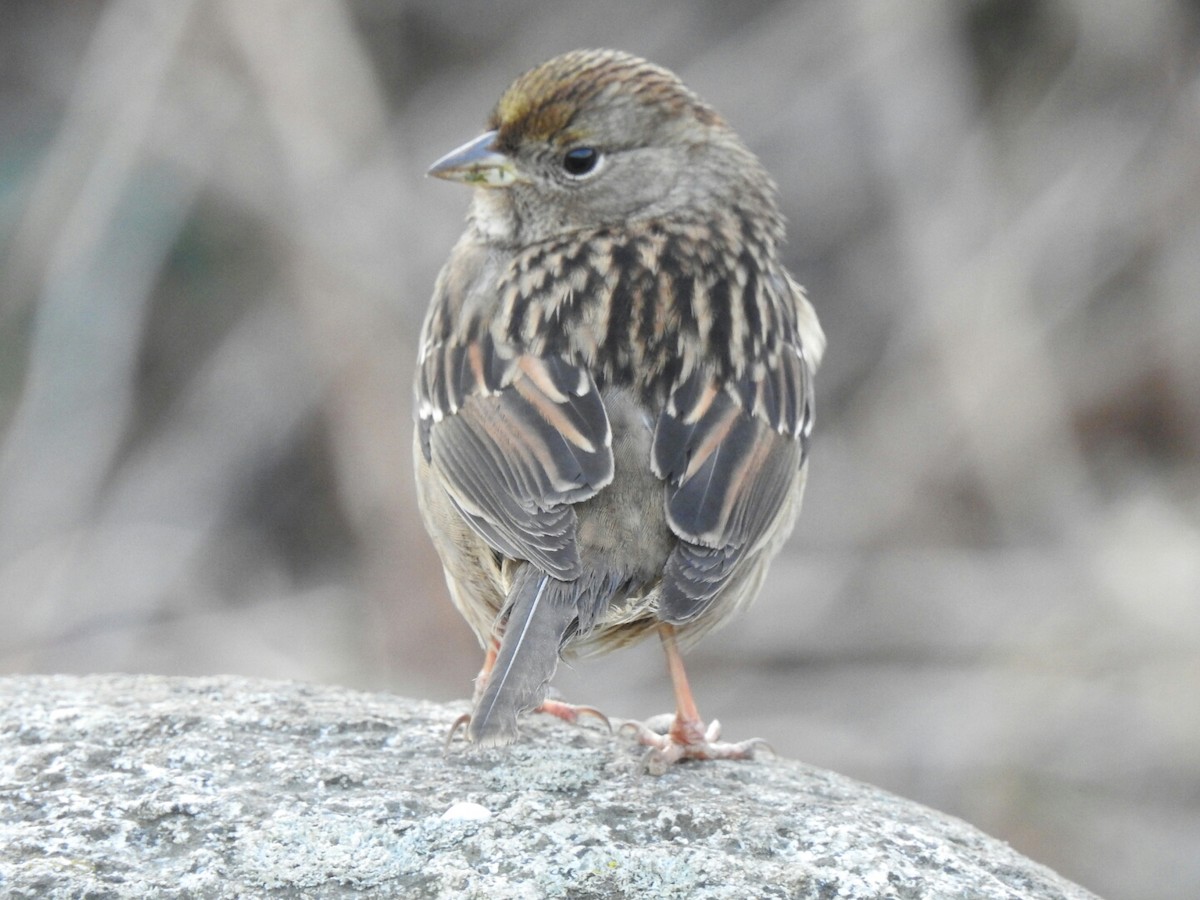 Golden-crowned Sparrow - ML45478671
