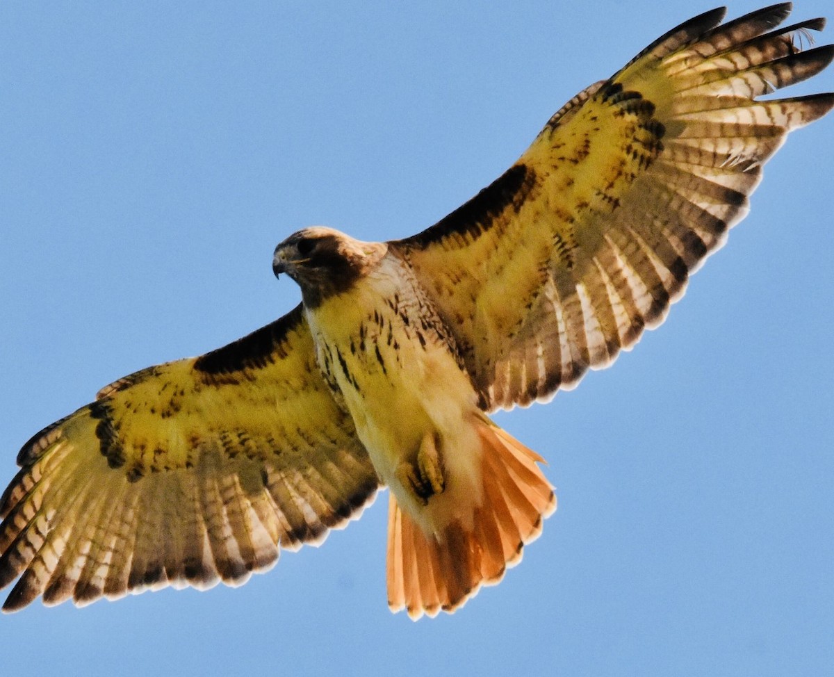 Red-tailed Hawk - ML454795651