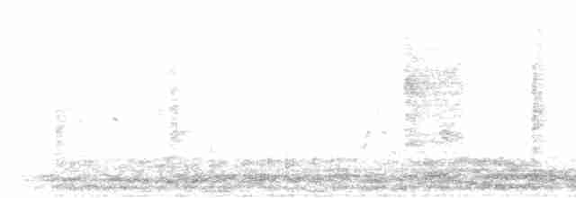 White-banded Mockingbird - ML454797521