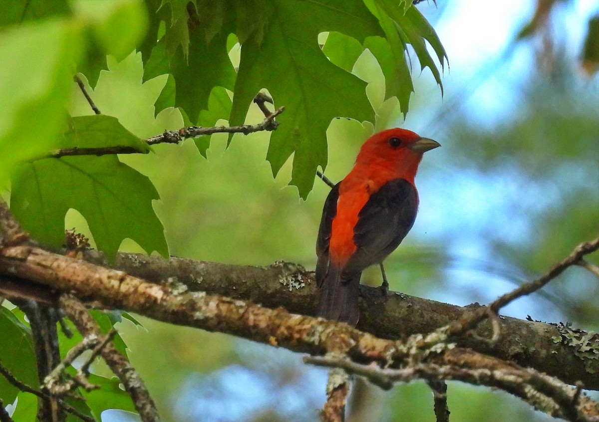 Scarlet Tanager - ML454797641