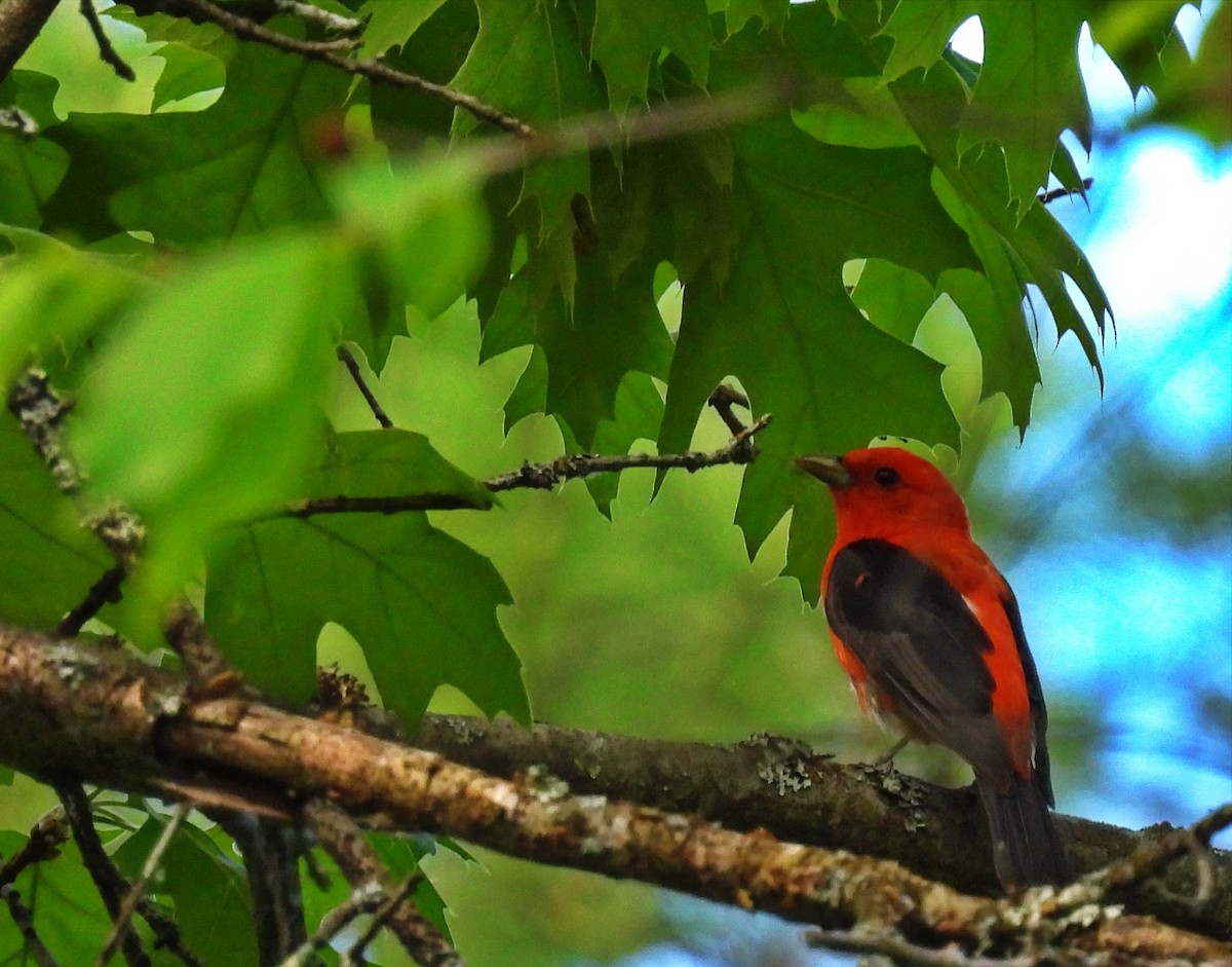 Scarlet Tanager - ML454797651