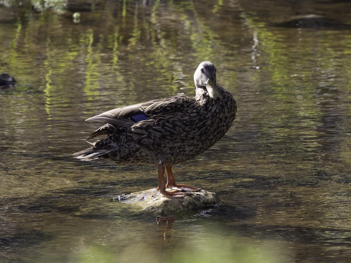 Mottled Duck (Florida) - ML454799091