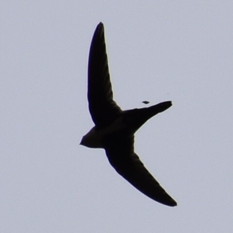 White-throated Swift - ML454799731