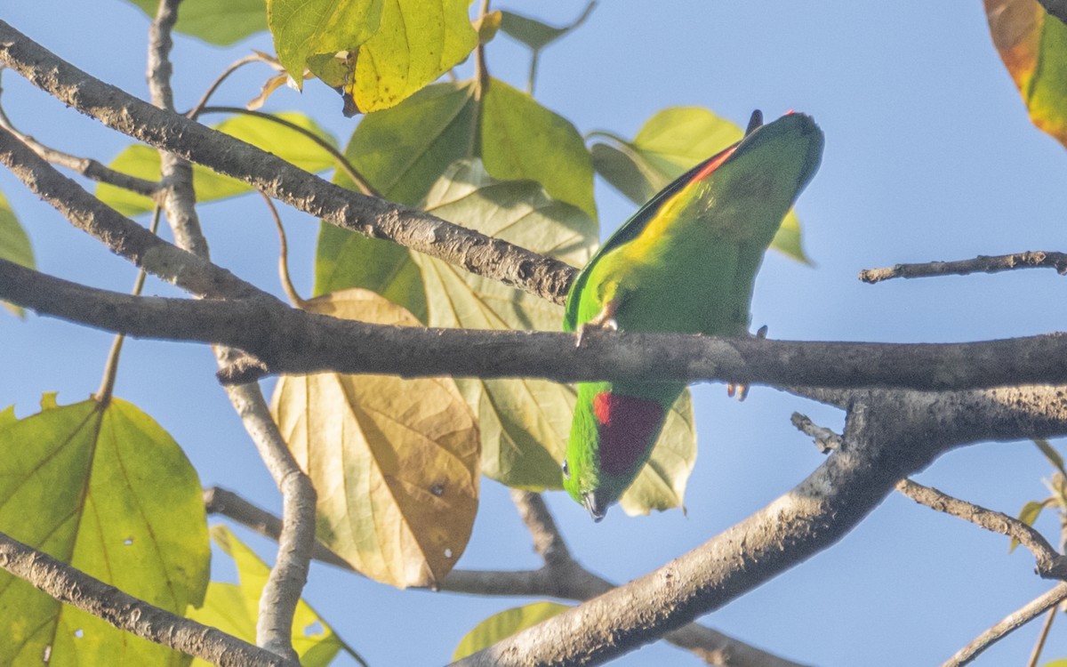 Blue-crowned Hanging-Parrot - ML454802231
