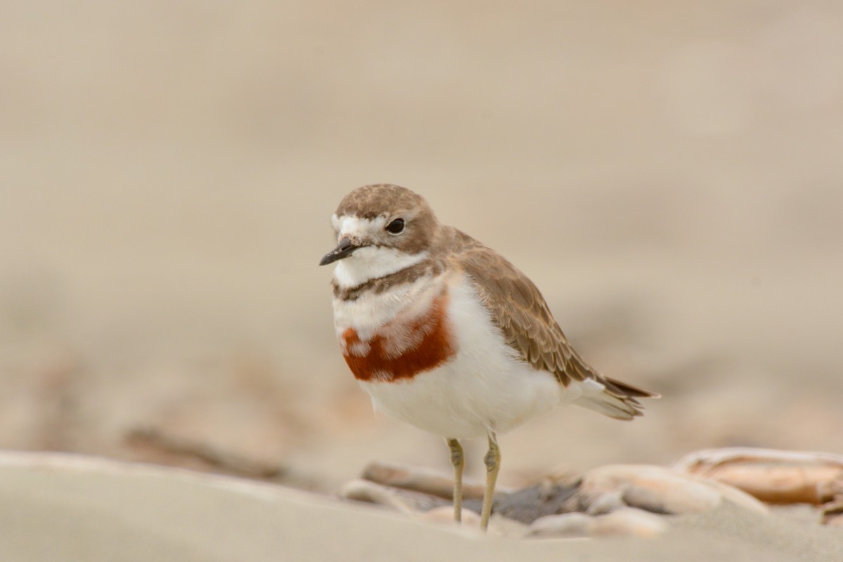 Double-banded Plover - ML45480581