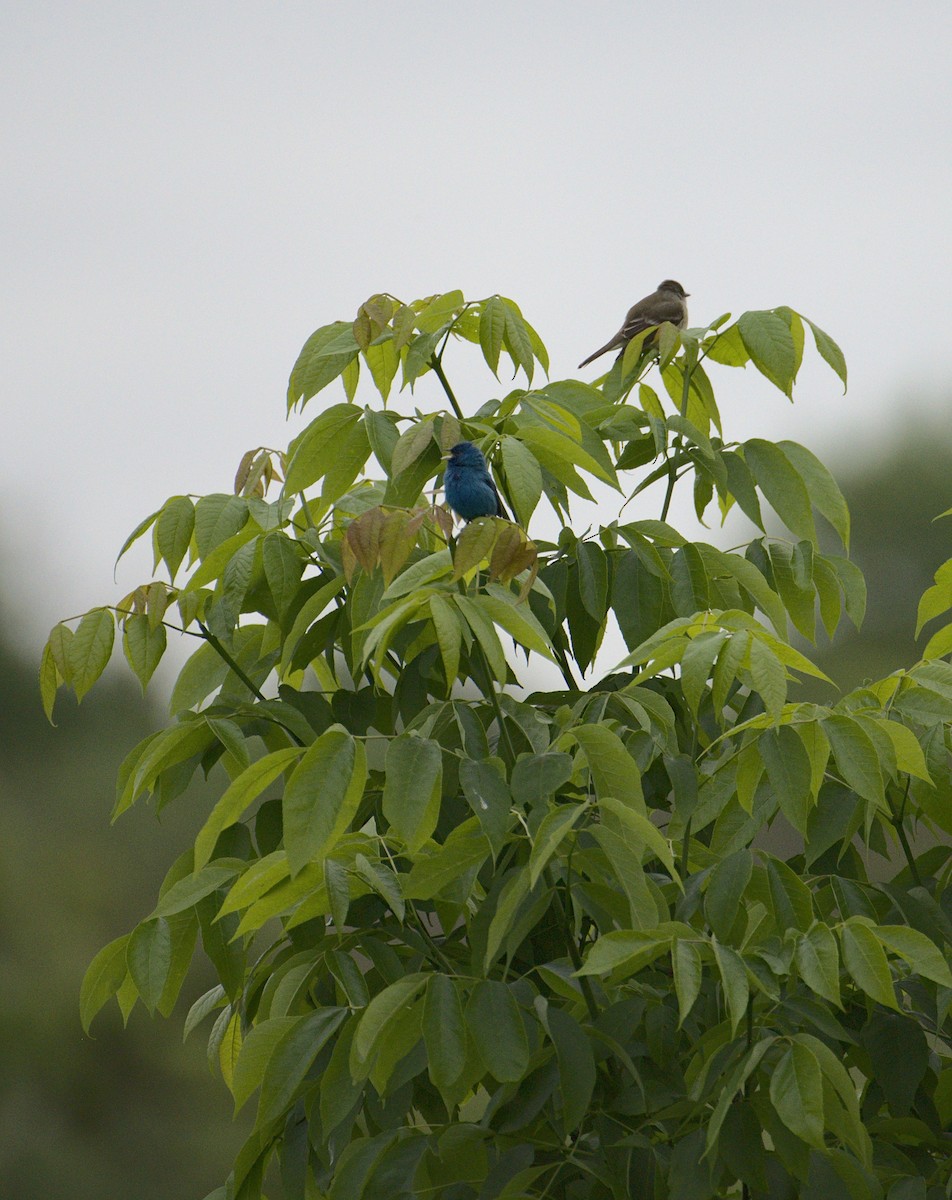 EBird Checklist 26 May 2022 Middle Creek WMA IBA Lancaster Co