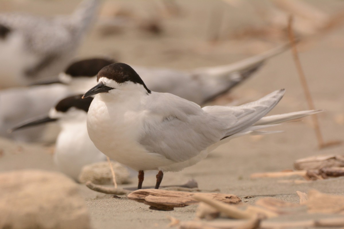 White-fronted Tern - ML45480661