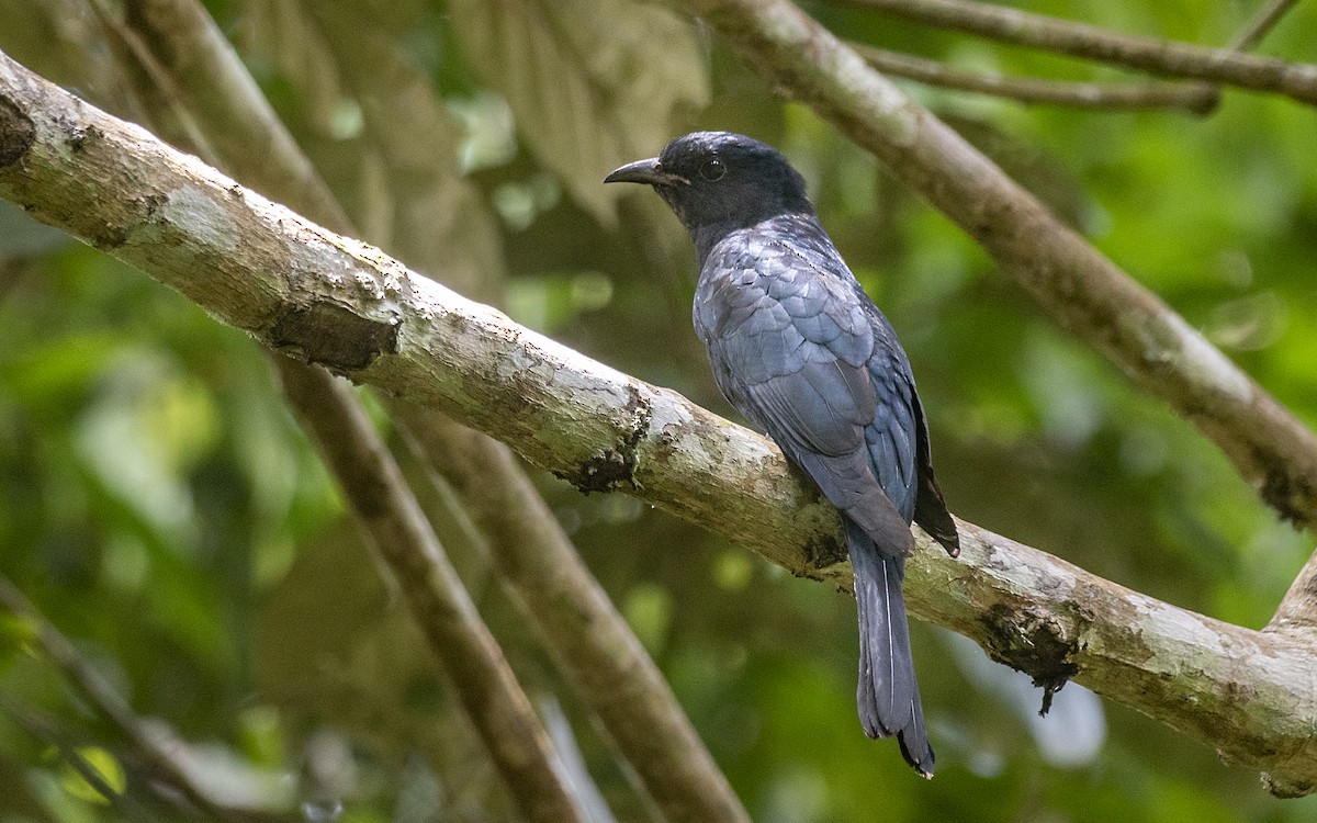 Square-tailed Drongo-Cuckoo - ML454806761