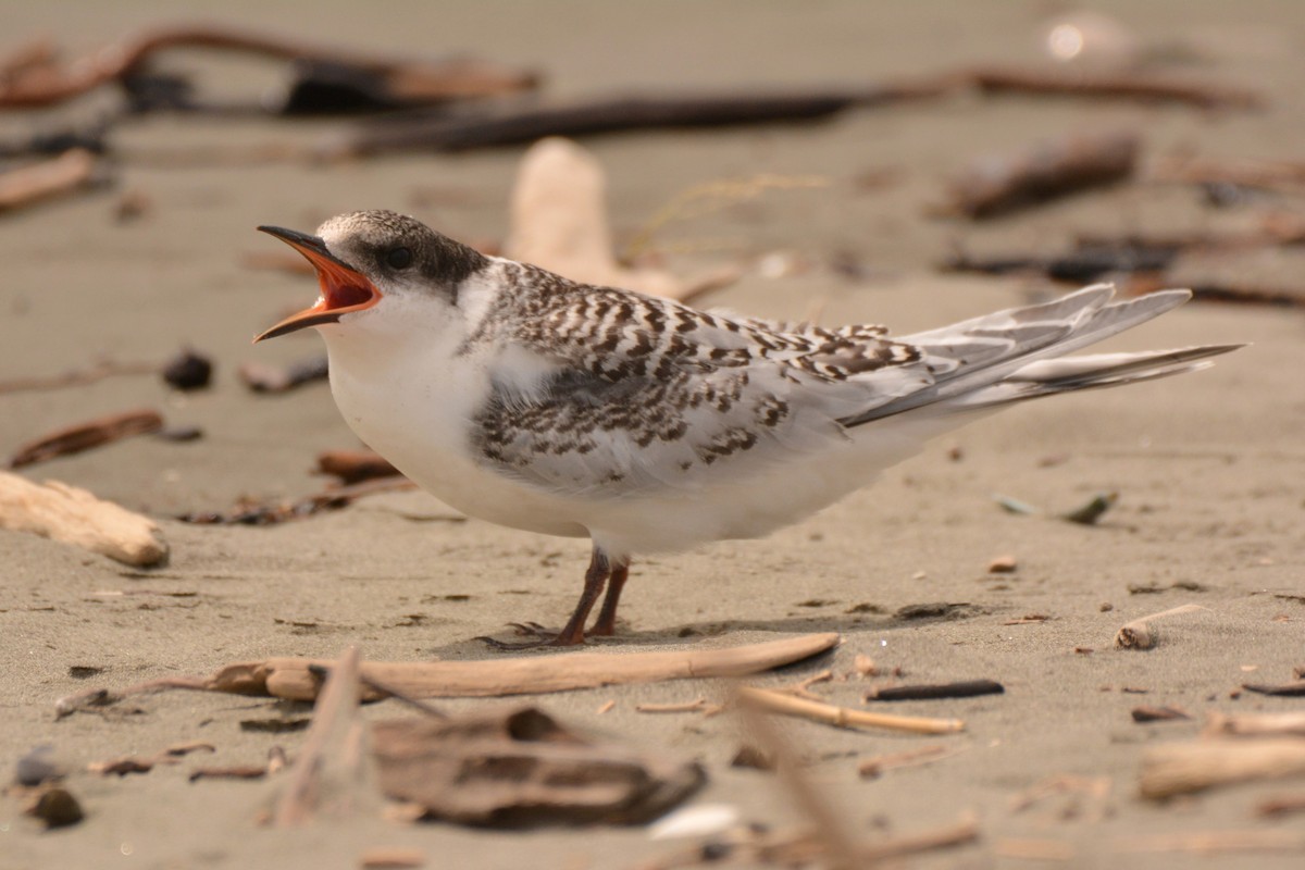White-fronted Tern - ML45480711