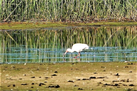 White Ibis - Karen Thompson