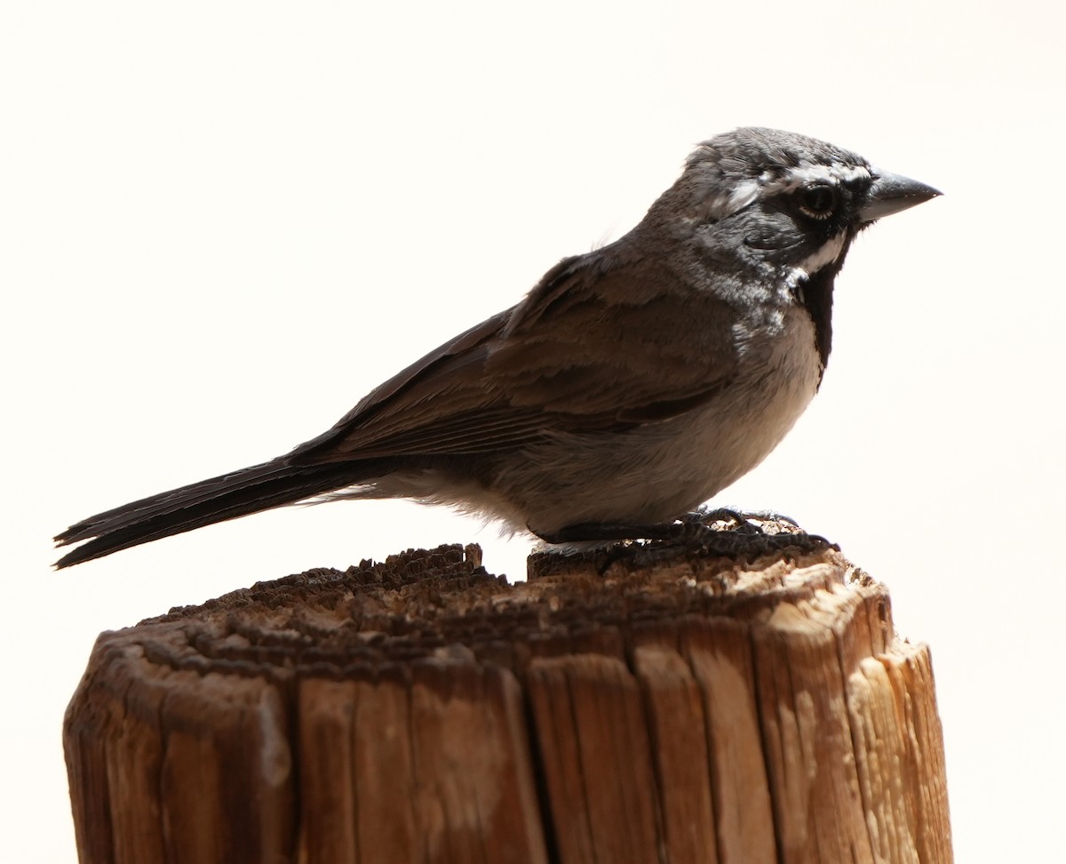 Black-throated Sparrow - ML454808481