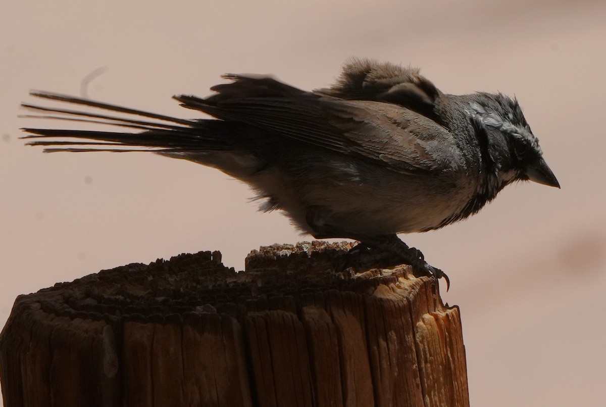 Black-throated Sparrow - ML454808601