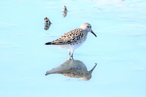 White-rumped Sandpiper - Karen Thompson