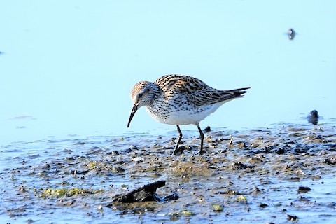 White-rumped Sandpiper - Karen Thompson