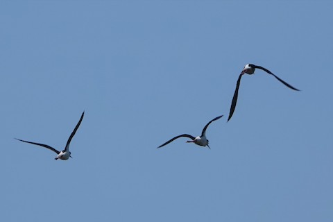 Black-necked Stilt - Karen Thompson