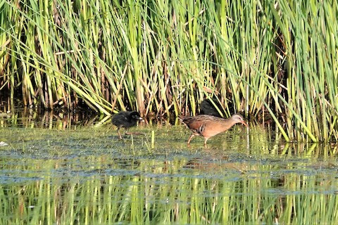 Virginia Rail - Karen Thompson