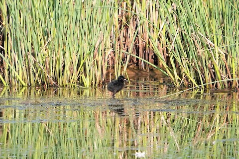 Virginia Rail - Karen Thompson