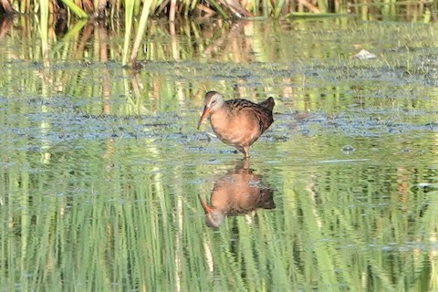 Virginia Rail - Karen Thompson