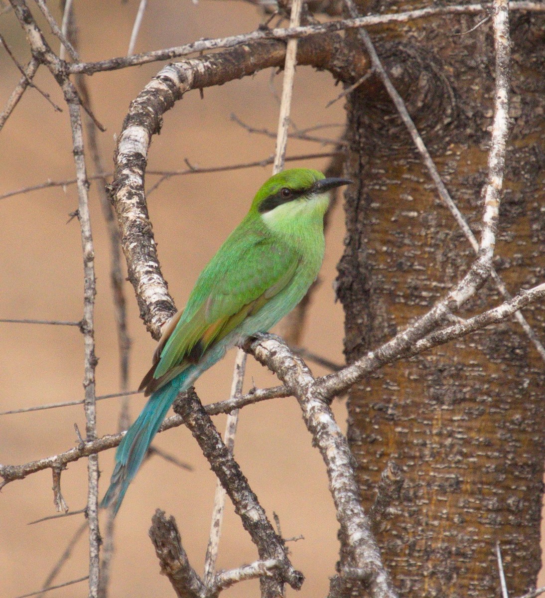 Swallow-tailed Bee-eater - ML45481451