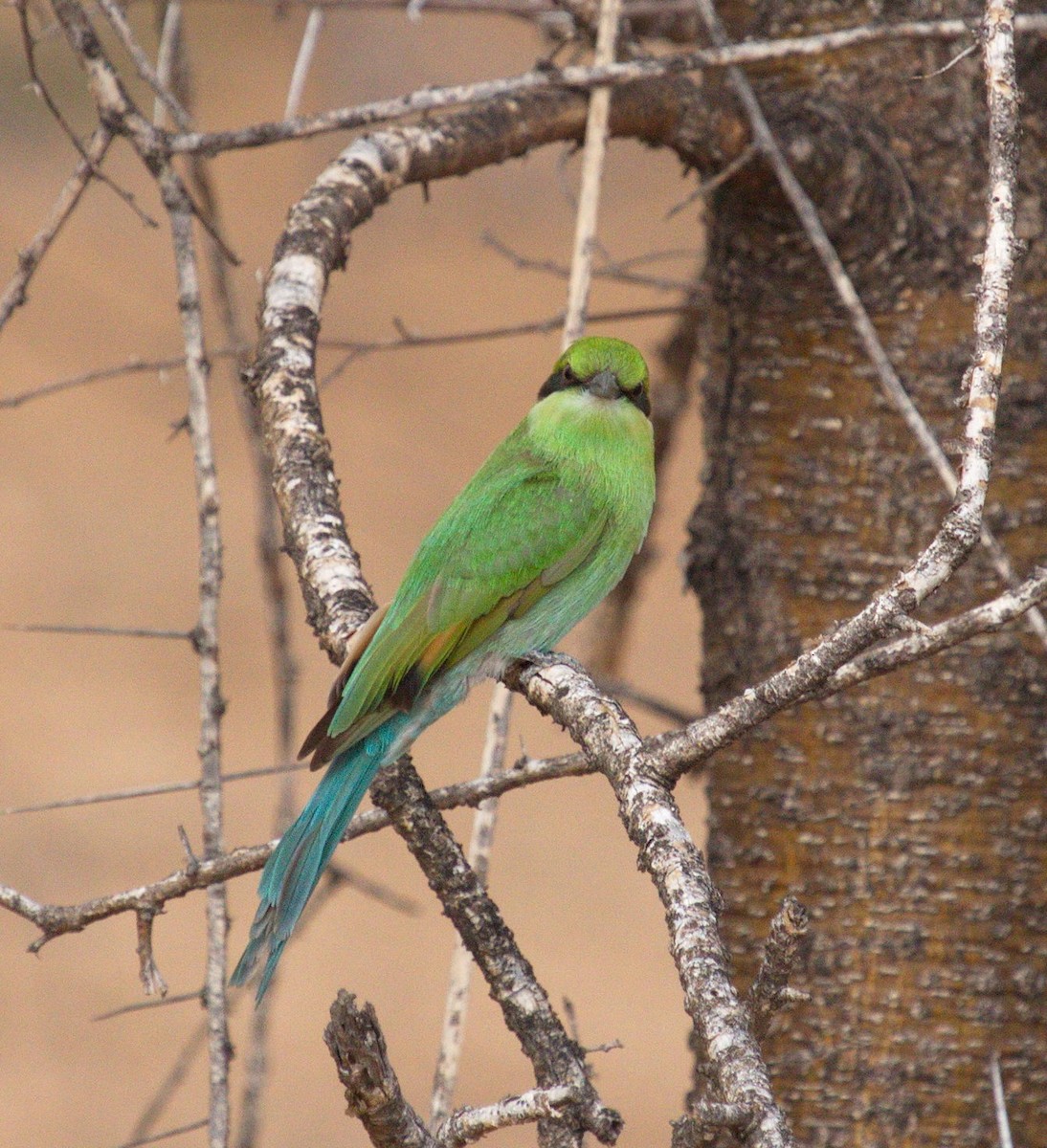 Swallow-tailed Bee-eater - ML45481461
