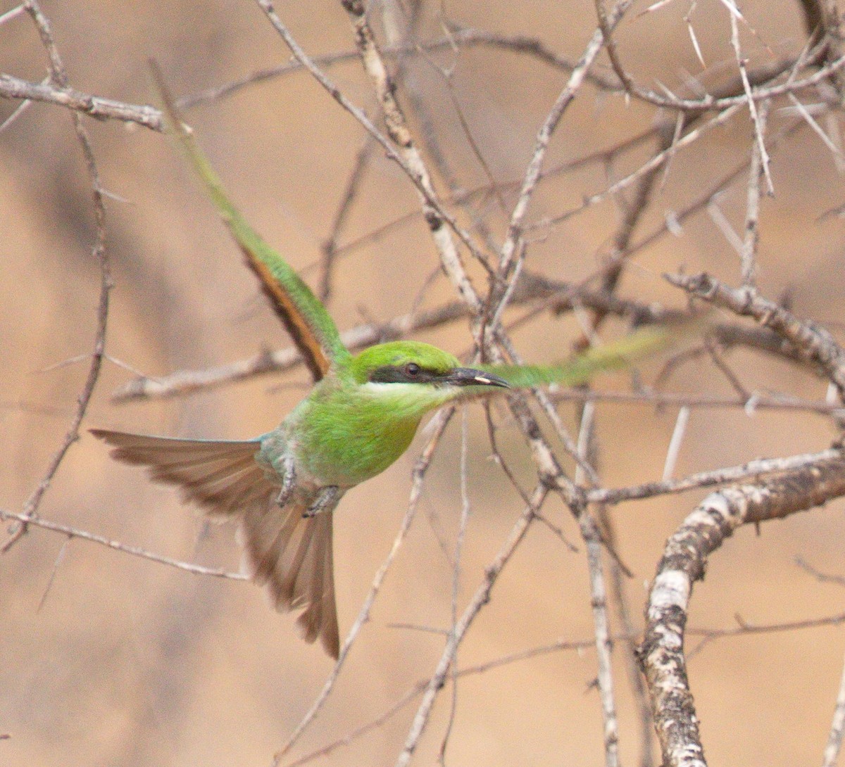 Swallow-tailed Bee-eater - ML45481471