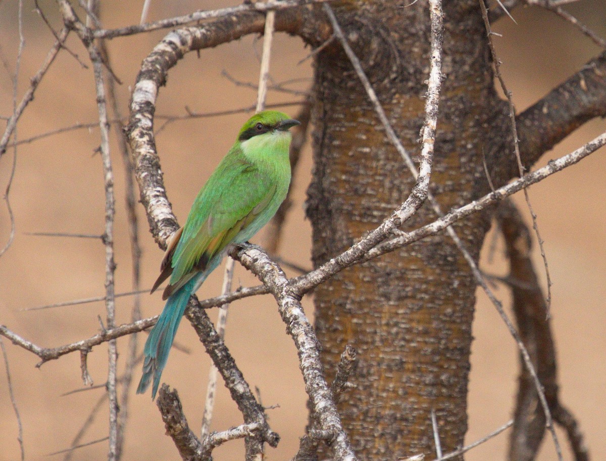 Swallow-tailed Bee-eater - ML45481481