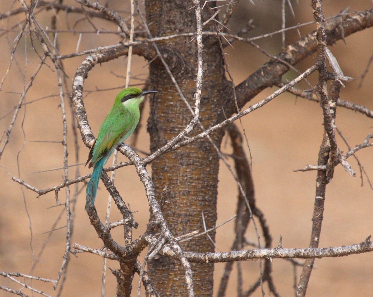 Swallow-tailed Bee-eater - ML45481491