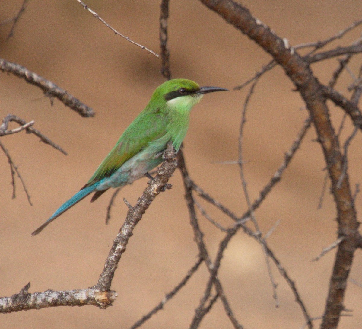 Swallow-tailed Bee-eater - ML45481511