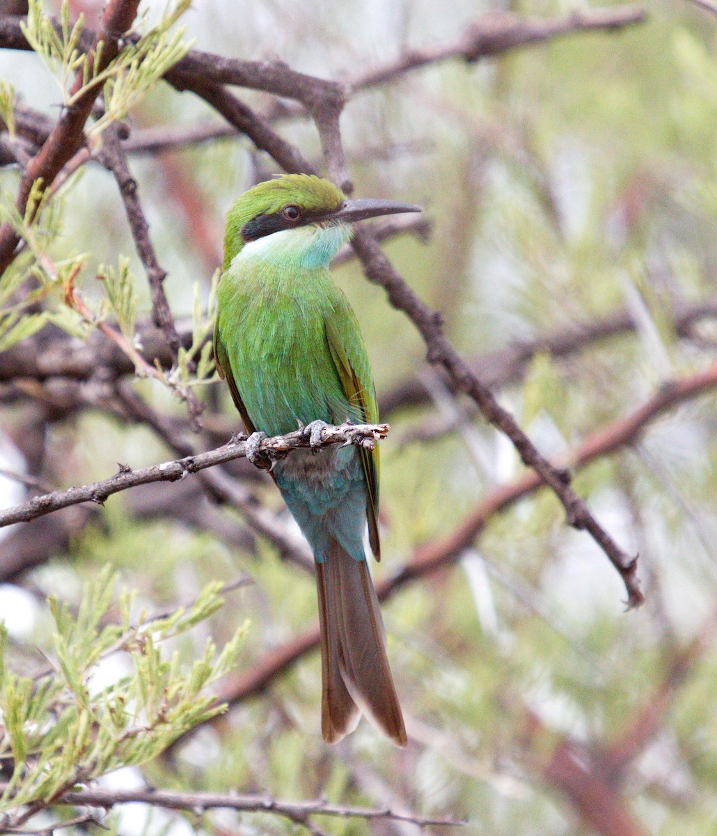Swallow-tailed Bee-eater - ML45481521