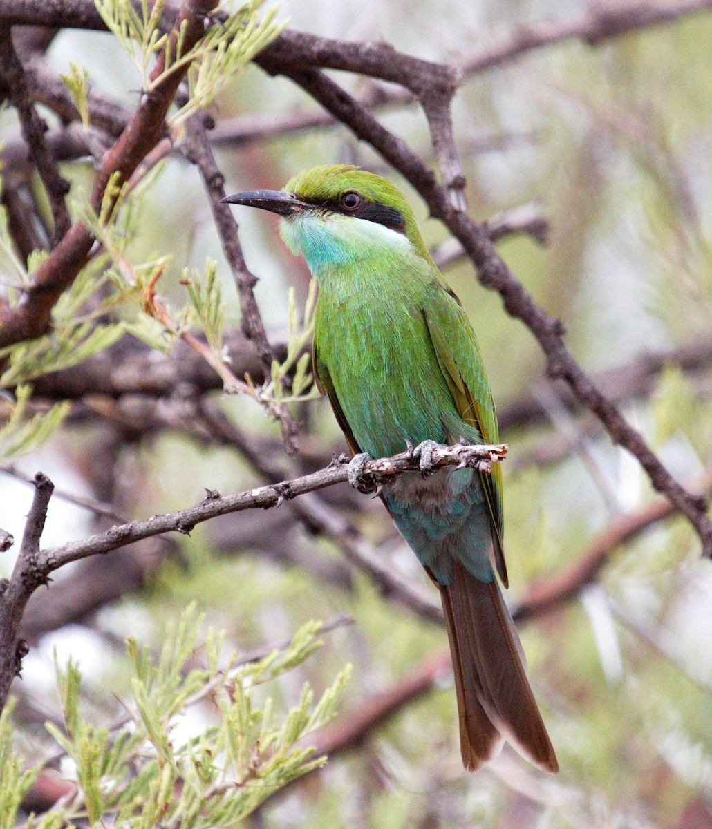 Swallow-tailed Bee-eater - ML45481531