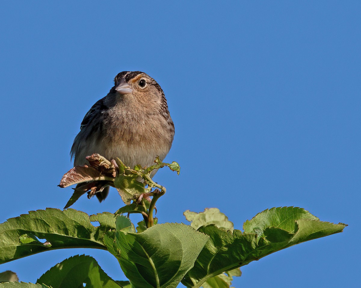 Grasshopper Sparrow - Mike Krampitz
