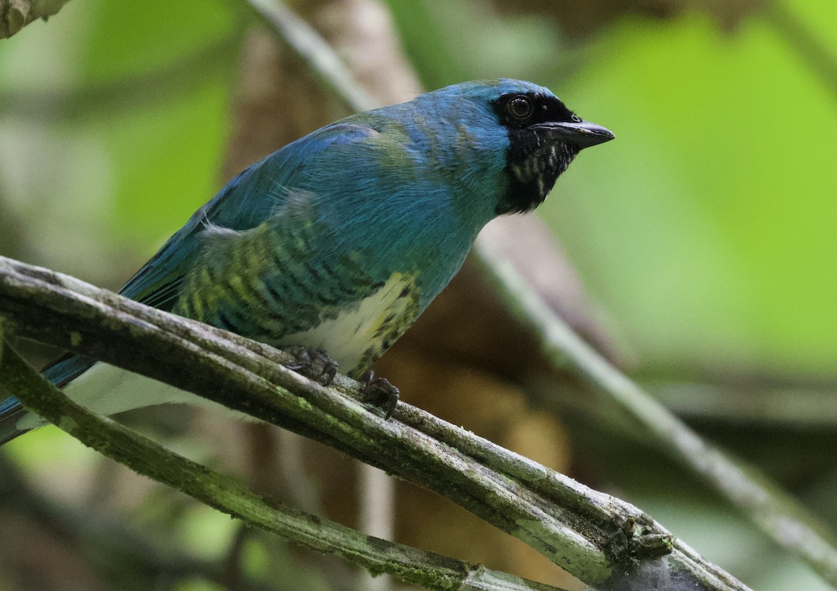 Swallow Tanager - ML454818211