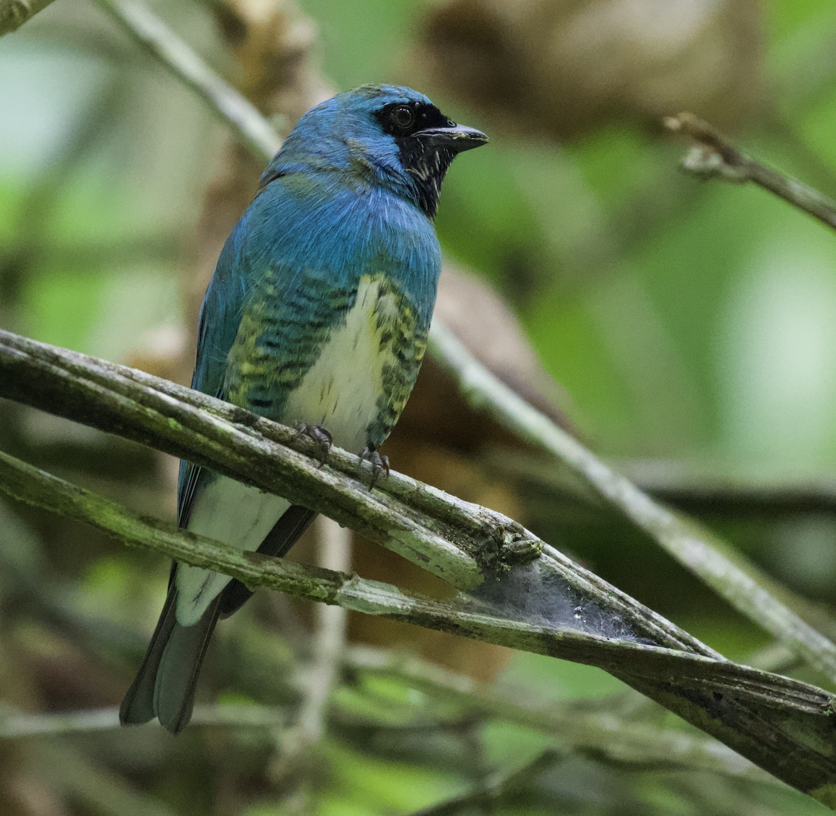 Swallow Tanager - ML454818281