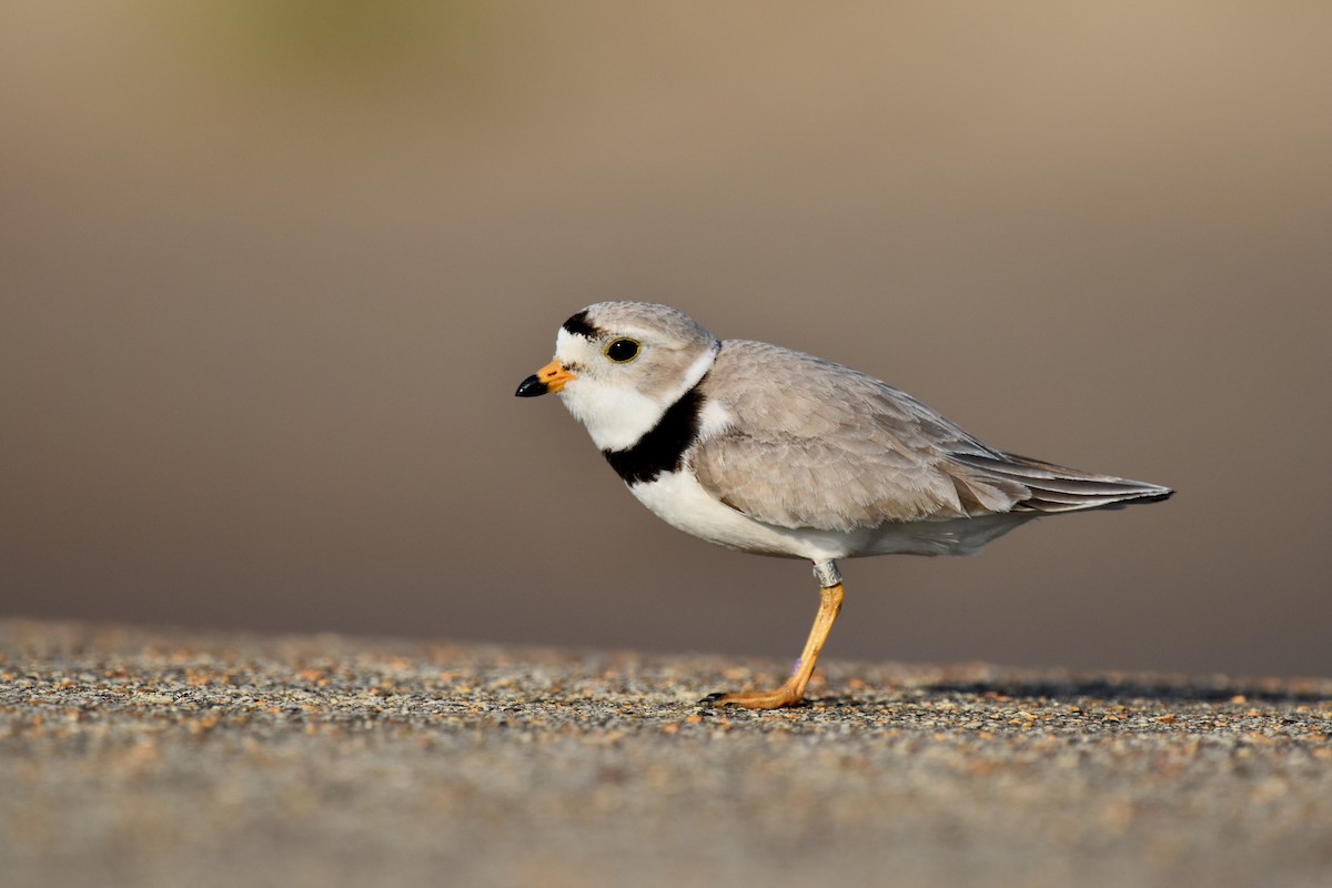 Piping Plover - ML454820181