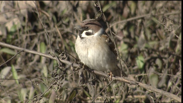 - Eurasian Tree Sparrow