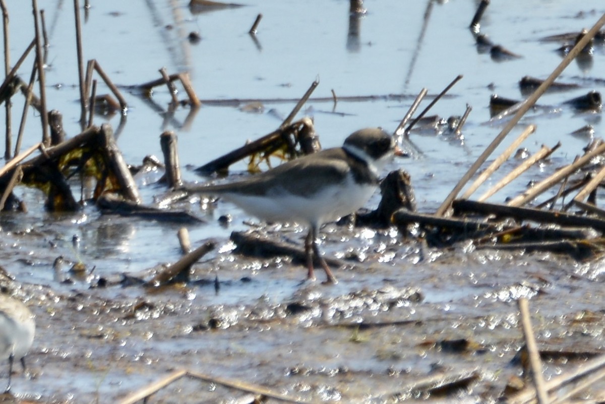 Semipalmated Plover - ML454823511