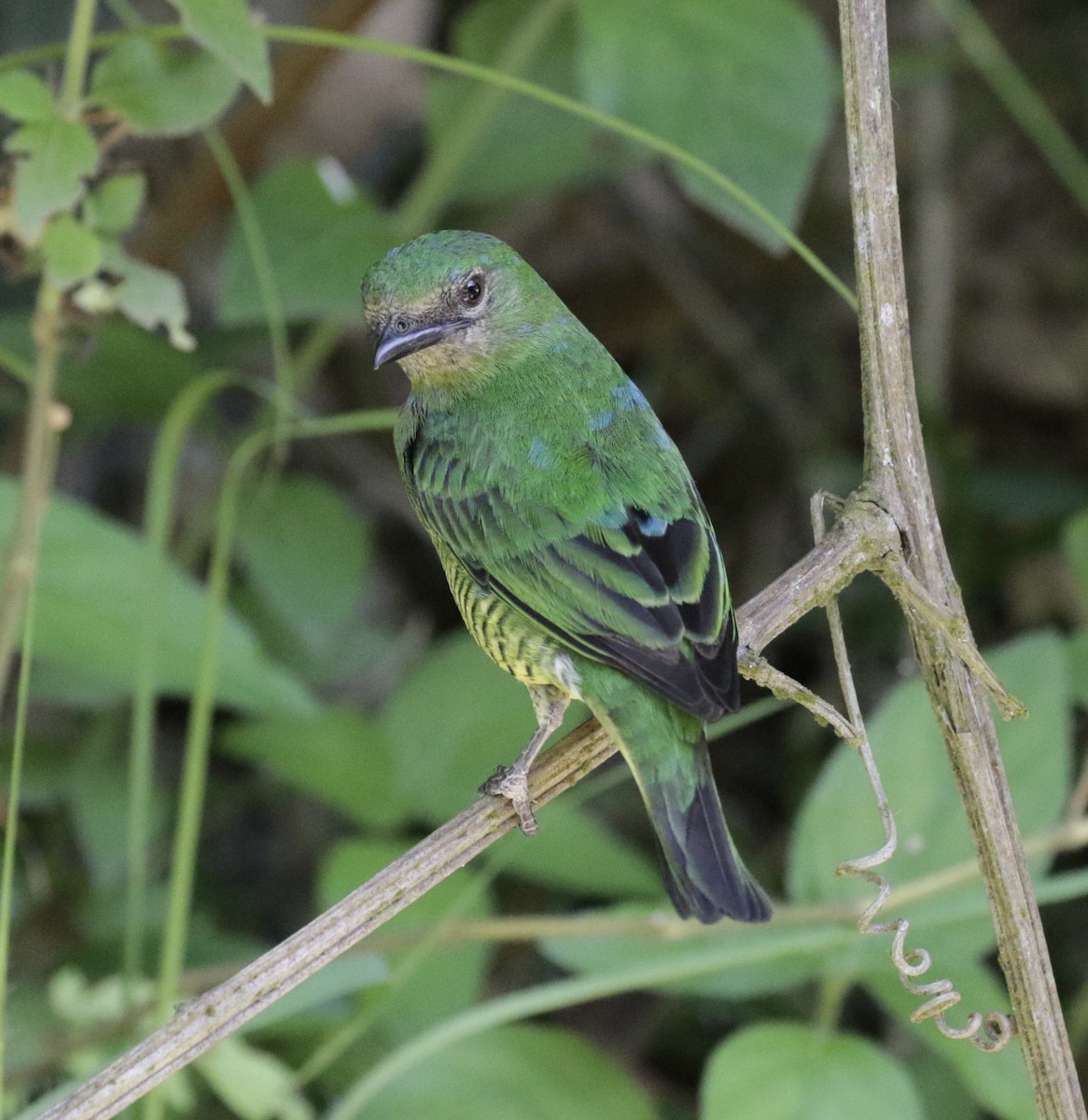 Swallow Tanager - ML454824151
