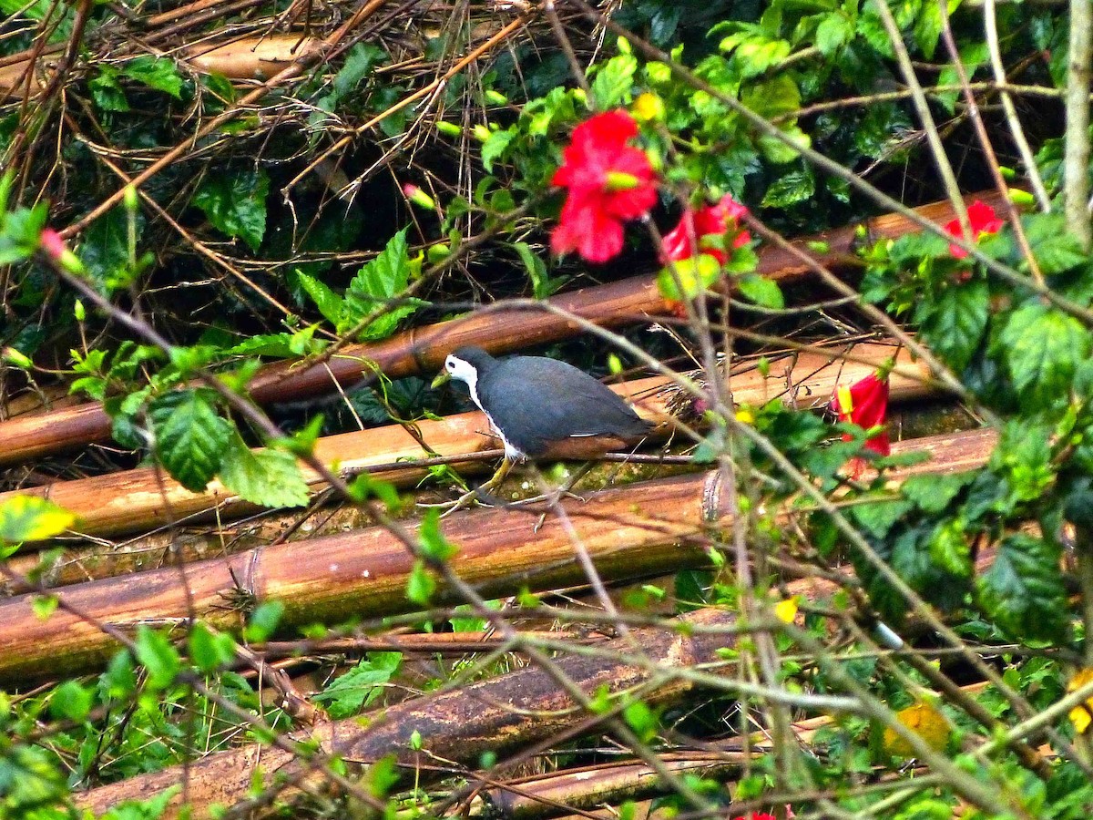 White-breasted Waterhen - David Vickers