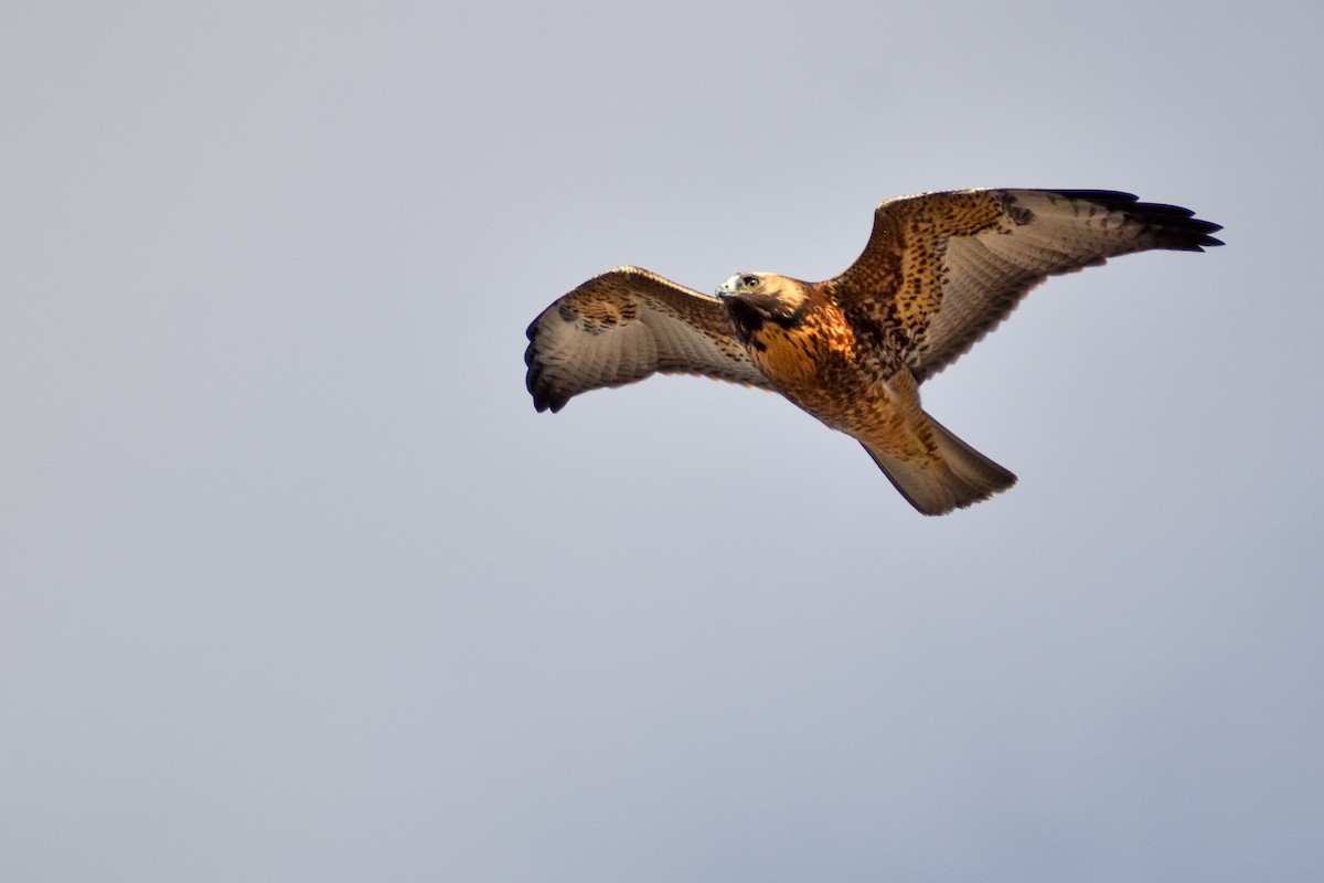 Variable Hawk (Red-backed) - ML454827891