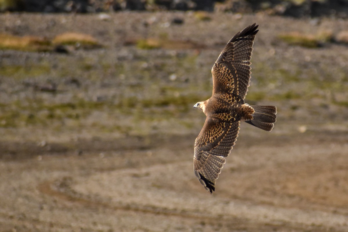 Variable Hawk (Red-backed) - ML454828051