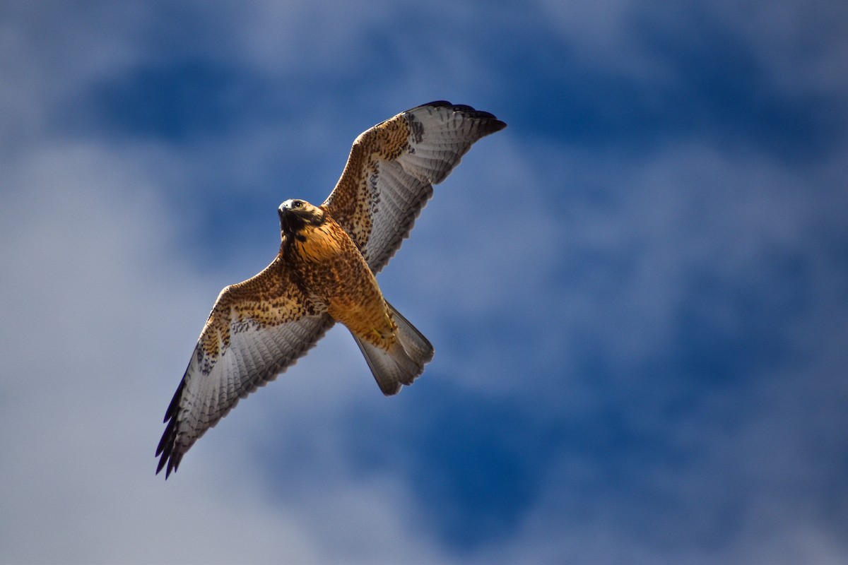 Variable Hawk (Red-backed) - ML454828071