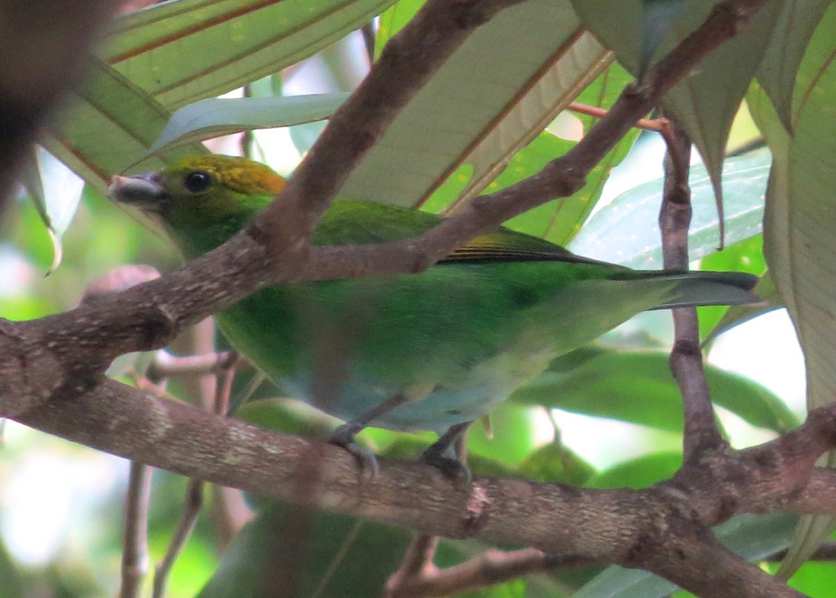 Rufous-winged Tanager - Ruth Bennett