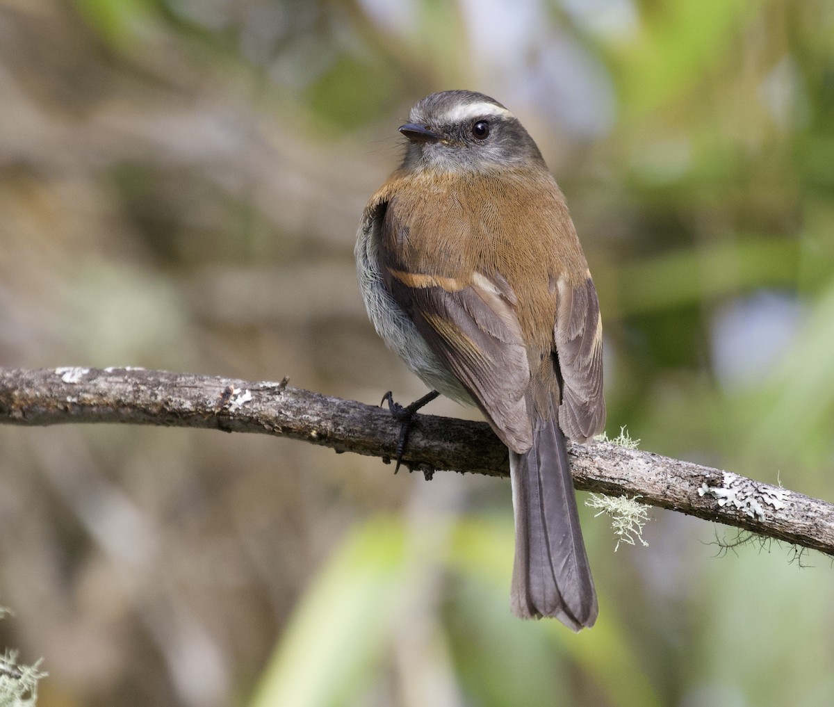 Rufous-breasted Chat-Tyrant - ML454834451