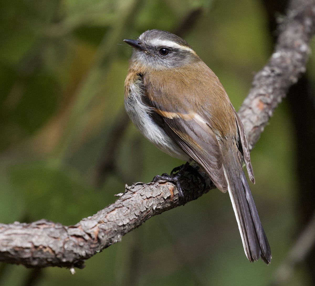 Rufous-breasted Chat-Tyrant - David Ascanio