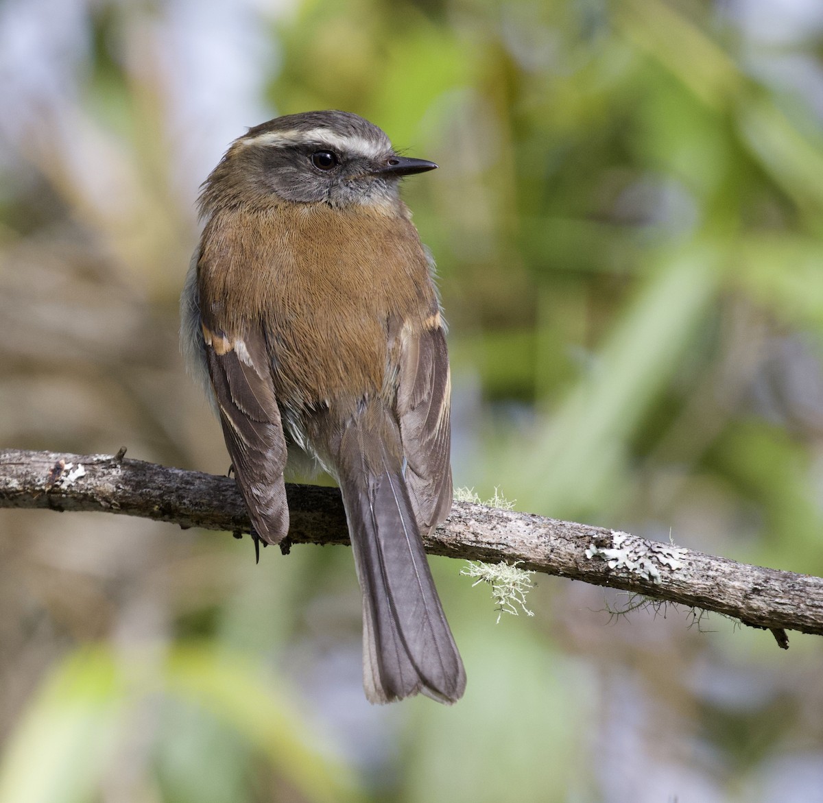 Rufous-breasted Chat-Tyrant - ML454834631