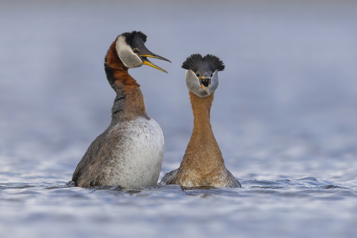 Red-necked Grebe - ML454840831