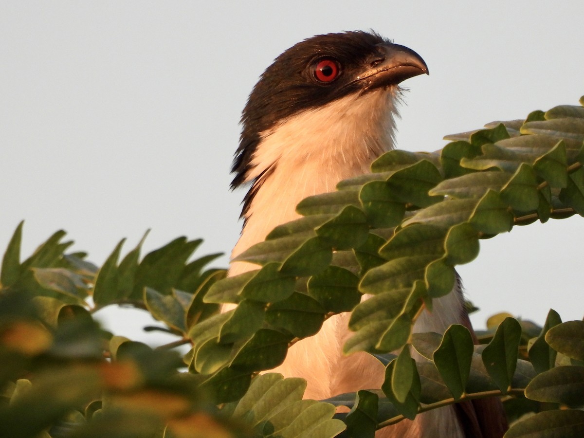 White-browed Coucal (Burchell's) - GARY DOUGLAS