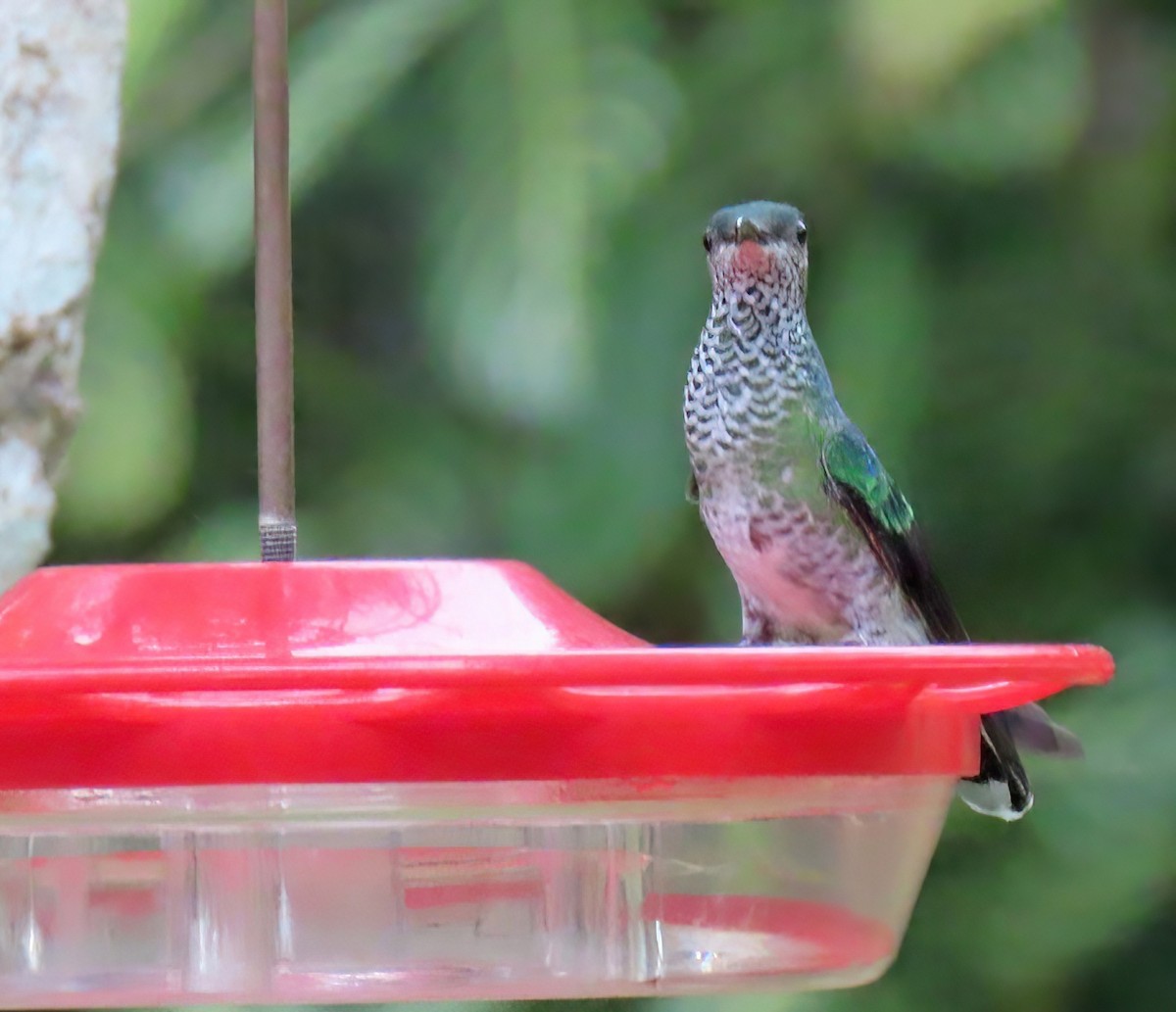 kolibřík skvrnitoprsý - ML454842091
