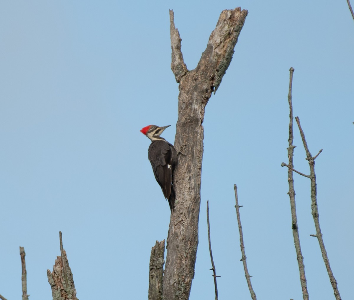 Pileated Woodpecker - ML454847451